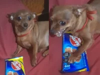 pinscher-‘egoista’-fica-irada-com-dona-pedindo-pedaco-de-chocolate