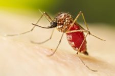 bauru-confirma-mais-duas-mortes-por-dengue-e-189-novos-casos-em-uma-semana