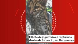 vide:-filhote-de-jaguatirica-e-capturado-dentro-de-farmacia,-em-guaraniacu