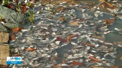 aquecimento-da-agua-do-mar-causa-mortandade-de-sardinhas-na-grande-sao-luis,-apontam-pesquisadores