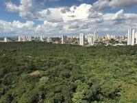 almt-aprova-projeto-que-preve-criacao-de-plano-estadual-de-arborizacao-urbana-em-cuiaba