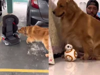 de-cadeirinha-de-bebe-a-brinquedo-do-star-wars:-golden-retriever-revela-medos-incomuns