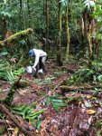 expedicao-na-serra-do-imeri-revela-‘parente’-de-sapo-encontrado-no-pico-da-neblina