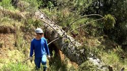 tempestade-derruba-arvores-em-cima-de-casas-e-causa-destelhamentos-e-falta-de-agua-em-cidade-do-parana