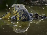 luta-entre-sucuri-e-jacare-vira-destaque-em-premio-de-fotografia-da-vida-selvagem 