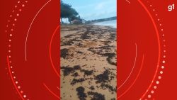 video:-milhares-de-formigas-tanajuras-mortas-em-praia-do-es-chamam-a-atencao-de-banhistas