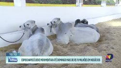 expochapeco:-feira-destaca-forca-da-pecuaria-de-corte-em-sc