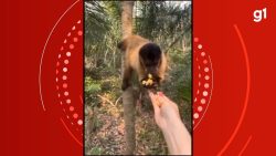 video:-turista-e-multada-em-r$-4,8-mil-apos-dar-salgadinho-para-macaco-e-postar-nas-redes-sociais