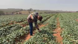 arrendar-e-saida-para-quem-quer-produzir-sem-ser-dono-de-terra