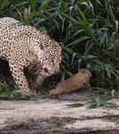 registro-raro:-fotografo-flagra-onca-pintada-em-caca-a-filhote-de-capivara-no-pantanal-de-mt;-video