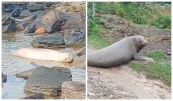 elefantes-marinhos-aparecem-em-rio-de-casimiro-de-abreu-e-em-praia-de-buzios,-no-rj