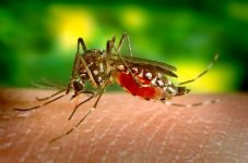 mogi-das-cruzes-confirma-mais-tres-mortes-por-dengue;-alto-tiete-registra-54-vitimas-este-ano