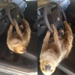 carona-inesperada:-bicho-preguica-invade-carro,-se-pendura-no-volante-e-video-viraliza