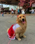 oktoberfest-pet-friendly:-golden-retriever-conquista-publico-ao-visitar-festa