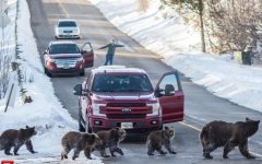 famosa
femea-de-urso-pardo-de-parque-dos-estados-unidos-morre-atropelada