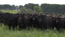 agro-saude-e-cooperacao-–-gado-brangus