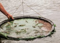 prefeitura-transforma-arapiraca-em-polo-de-producao-agricola