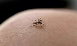 em-quais-horarios-o-mosquito-da-dengue-mais-pica?