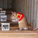 ratos-gigantes-sao-a-nova-arma-contra-o-trafico-ilegal-de-pagolim-e-rinoceronte