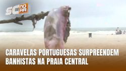 caravelas-portuguesas-surpreendem-banhistas-em-balneario-camboriu