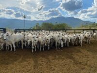 com-rebanho-de-1,2-milhao-de-cabecas-de-gado,-roraima-vira-potencia-na-producao-bovina