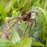 apos-10-anos,-zoologico-comemora-libertacao-de-aranhas-gigantes-na-europa