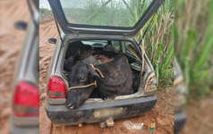 criminosos-furtam-bovino-e-tentam-fugir-com-animal-no-porta-malas-de-carro-furtado-no-interior-de-sp