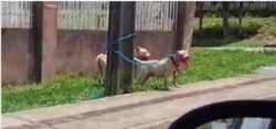 pitbulls-matam-cachorro-de-vizinho-e-tutora-e-responsabilizada-em-ponta-grossa