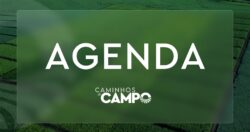 agenda-do-campo-da-semana-tem-peregrinacao-de-3-dias-e-exposicao-agropecuaria;-veja-lista