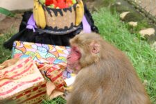 macaco-completa-31-anos-em-zoobotanico-com-presentes-e-bolo-de-comemoracao-em-sc;-video